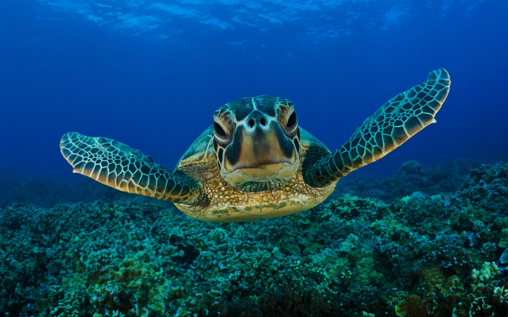 Sea-Turtles-Habitat.jpg