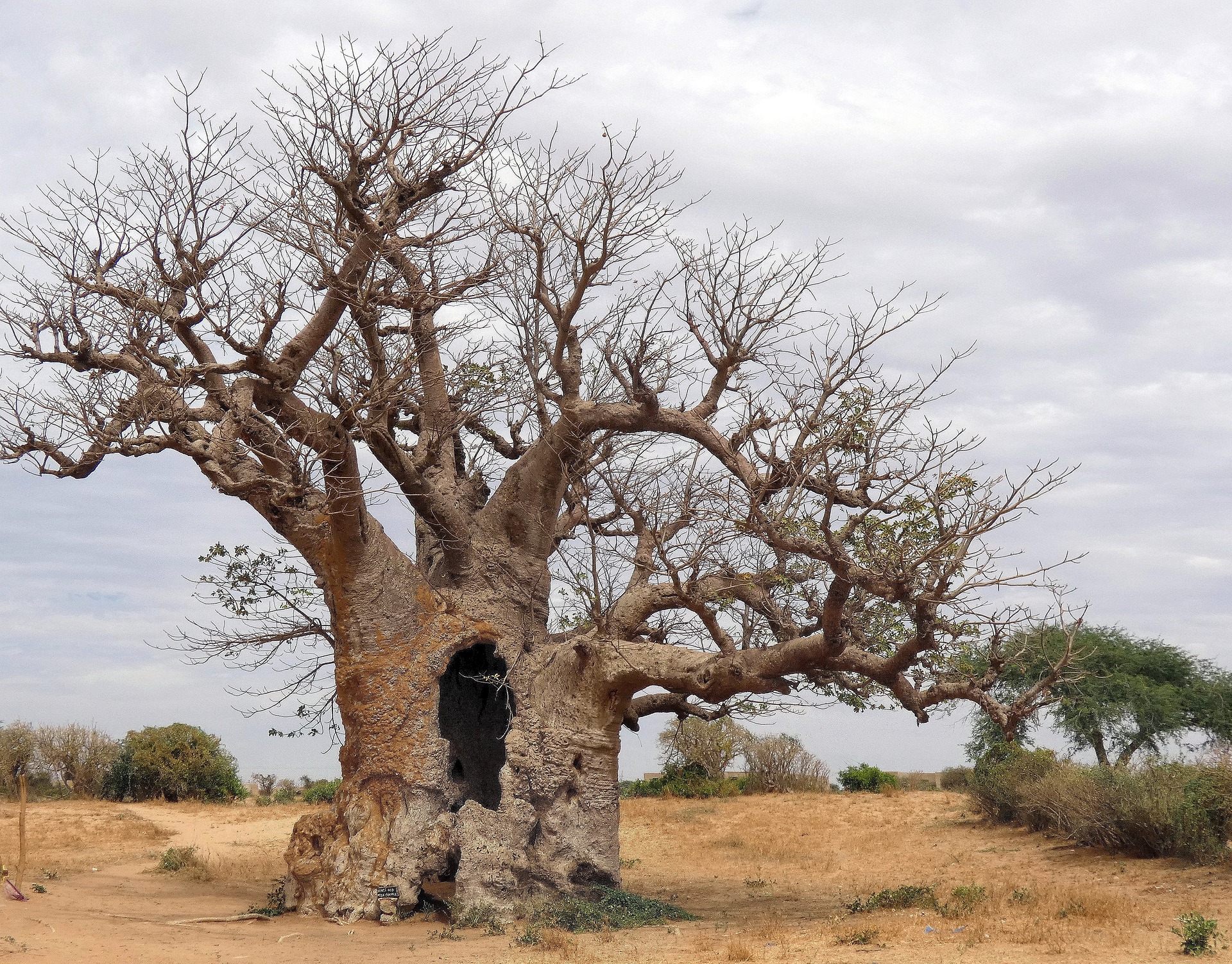 Sénégal baobab-1.jpg